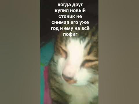 мем #кот#андер#стоник - YouTube