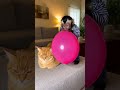 😌🐱 Peaceful cat… until a monkey pops the balloon 🎈🐒💥 #viralshort #funny #cat