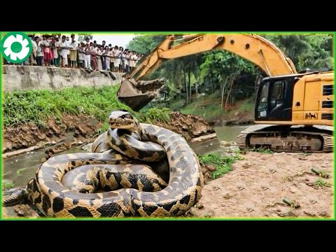 You Will Be Shock By Truck and Extreme Dangerou Heavy Equipment | Biggest Heavy Machinery Machine #5
