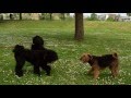 Airedale terrier lady modesty  2 black russian terriers