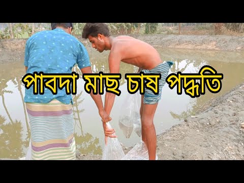 পুকুরের পাবদা মাছের রেনু কিভাবে ছাড়তে হয় দেখুন রেনু সংগ্রহ 01721291178