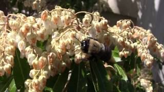 The Eastern Carpenter Bee