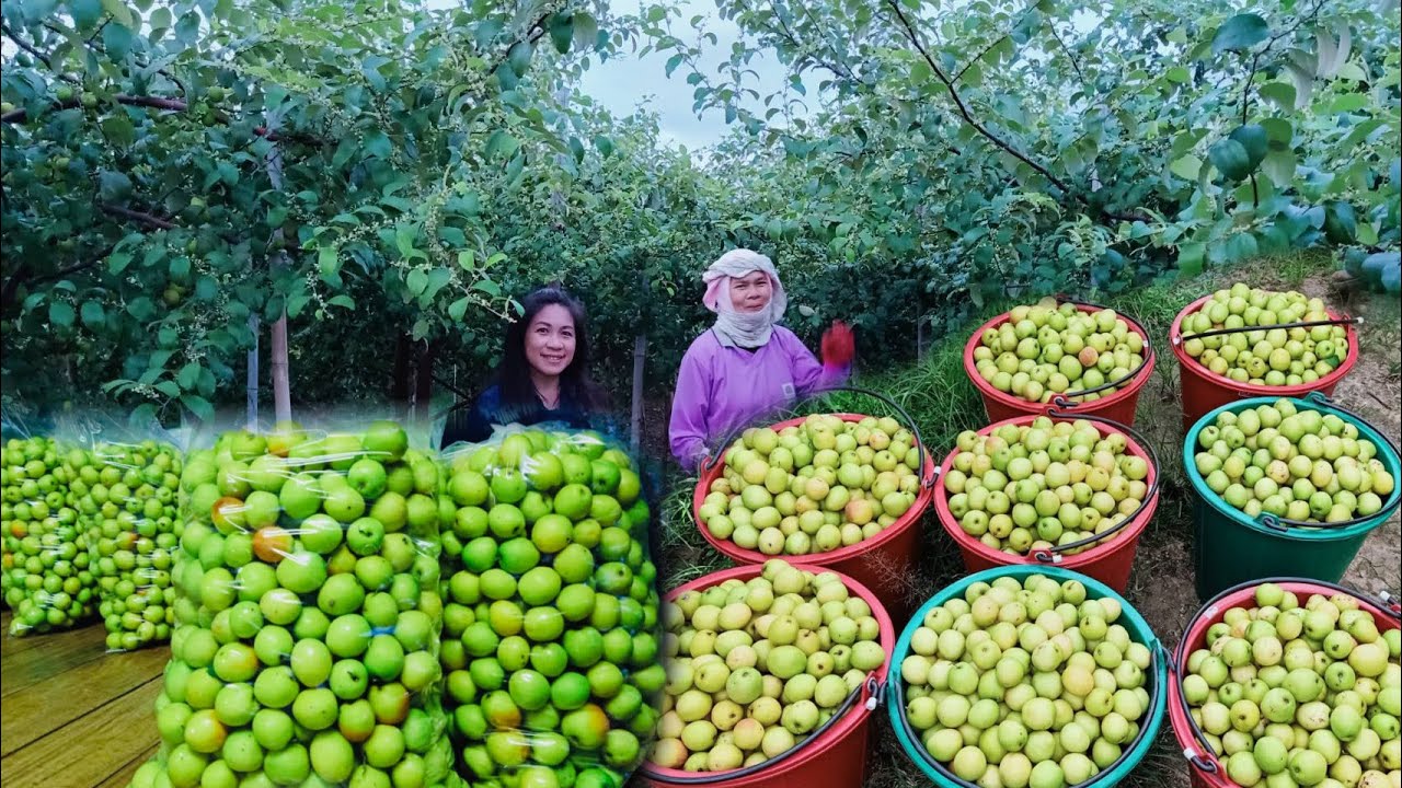 พุทราสามรสเงินแสน -เงินล้าน ปลูกเพียง 3 ไร่