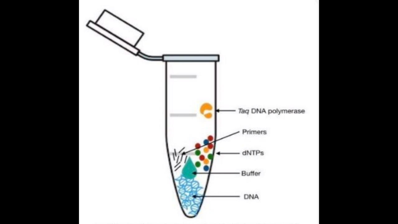 PCR in Biology. Taq DNA polymerase. Buffer System. DNA polymerase adds the DNTPS.