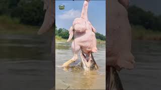 Amazing Chicken Used For Catching Small Wallago Attu Fish