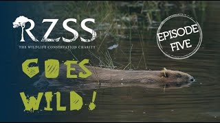 #RZSSGoesWild Episode 5: Bringing back beavers