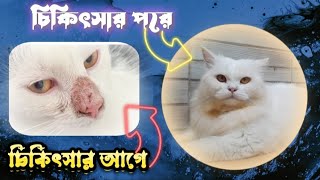 বিড়ালের ফাংগাল ইনফেকশন হলে করণীয় || Cat Fungal || Sultan's dairy