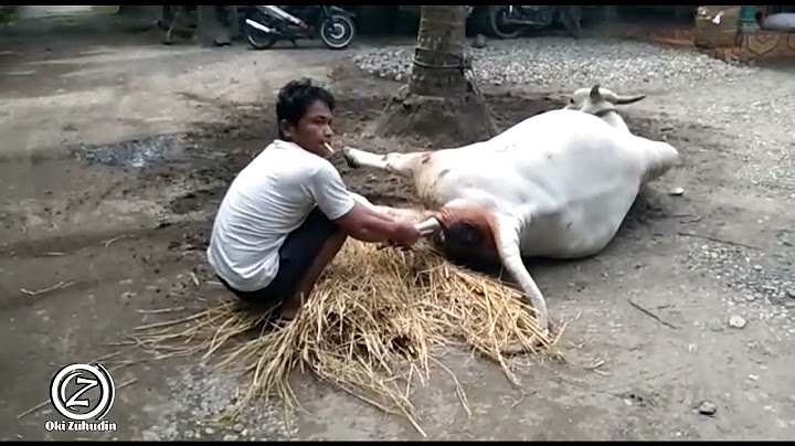 DETIK-DETIK KELAHIRAN SAPI PERANAKAN ONGOLE KEBUMEN HARAPAN SEMUA PARA PETERNAK