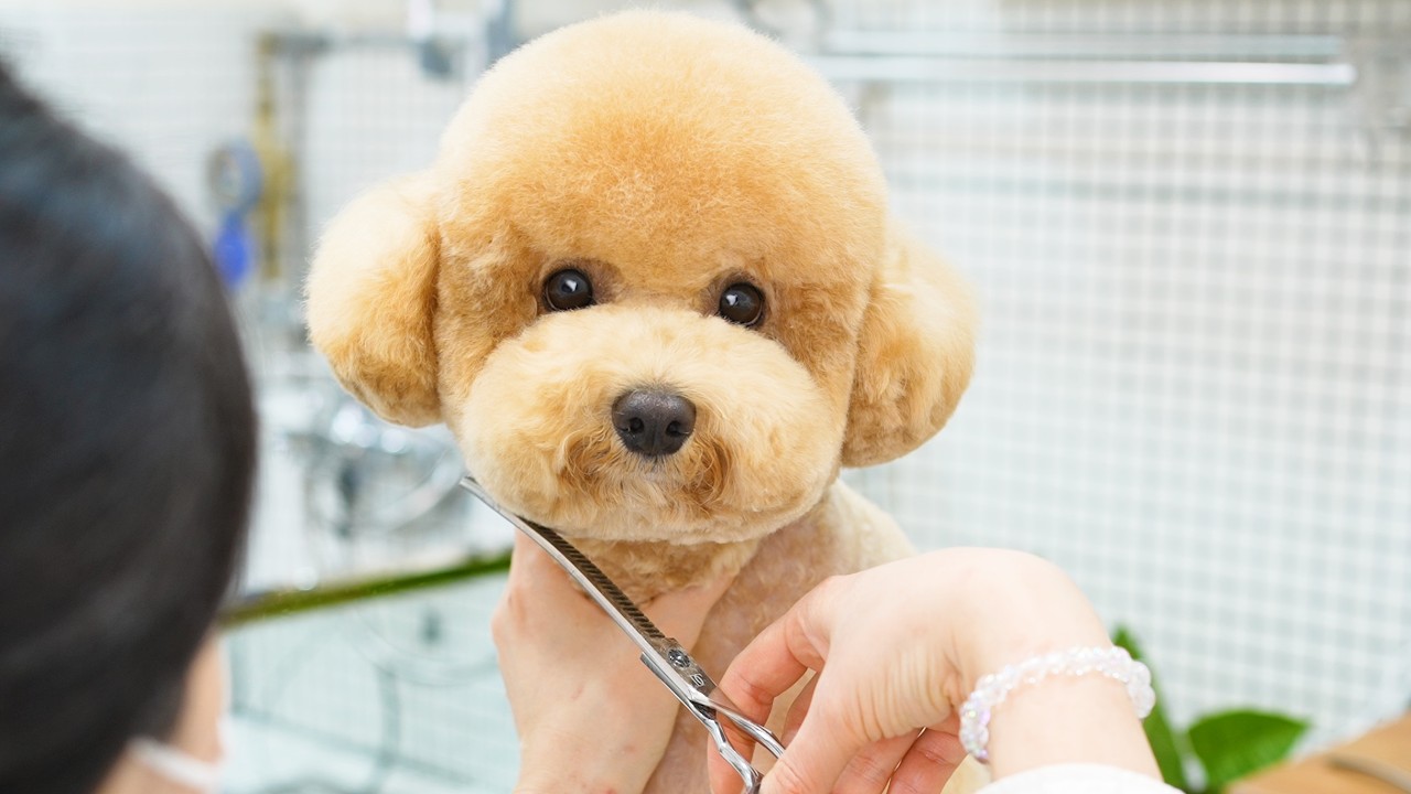 Didn’t Want Mom to Leave🥺… Then Became the Sweetest Puppy✂️🤎🐶