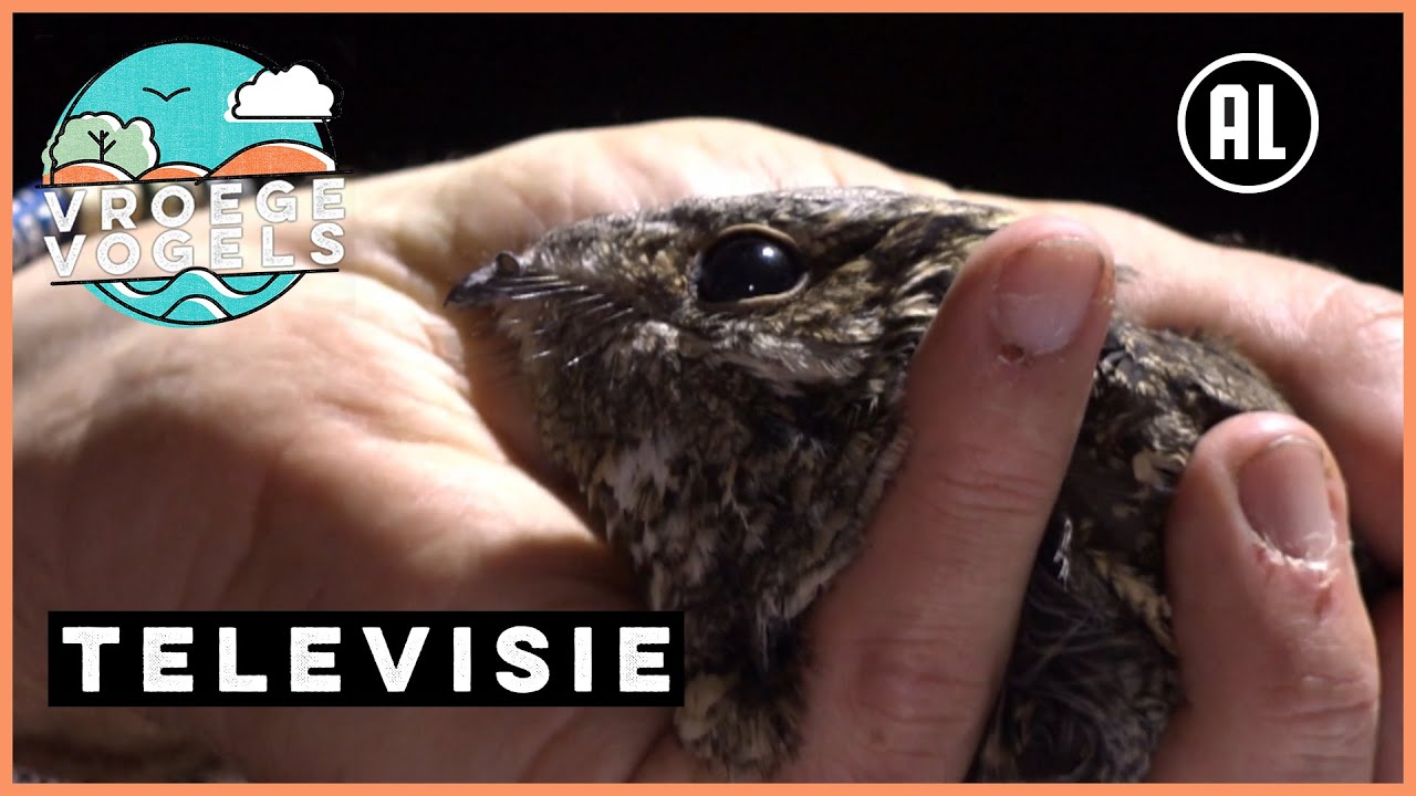 Mysterieuze nachtzwaluw zenderen | TV | Vroege Vogels
