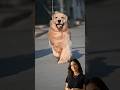 🐶 5 Secretos del Golden Retriever Que Nadie Te Cuenta 😱❤️ #shorts