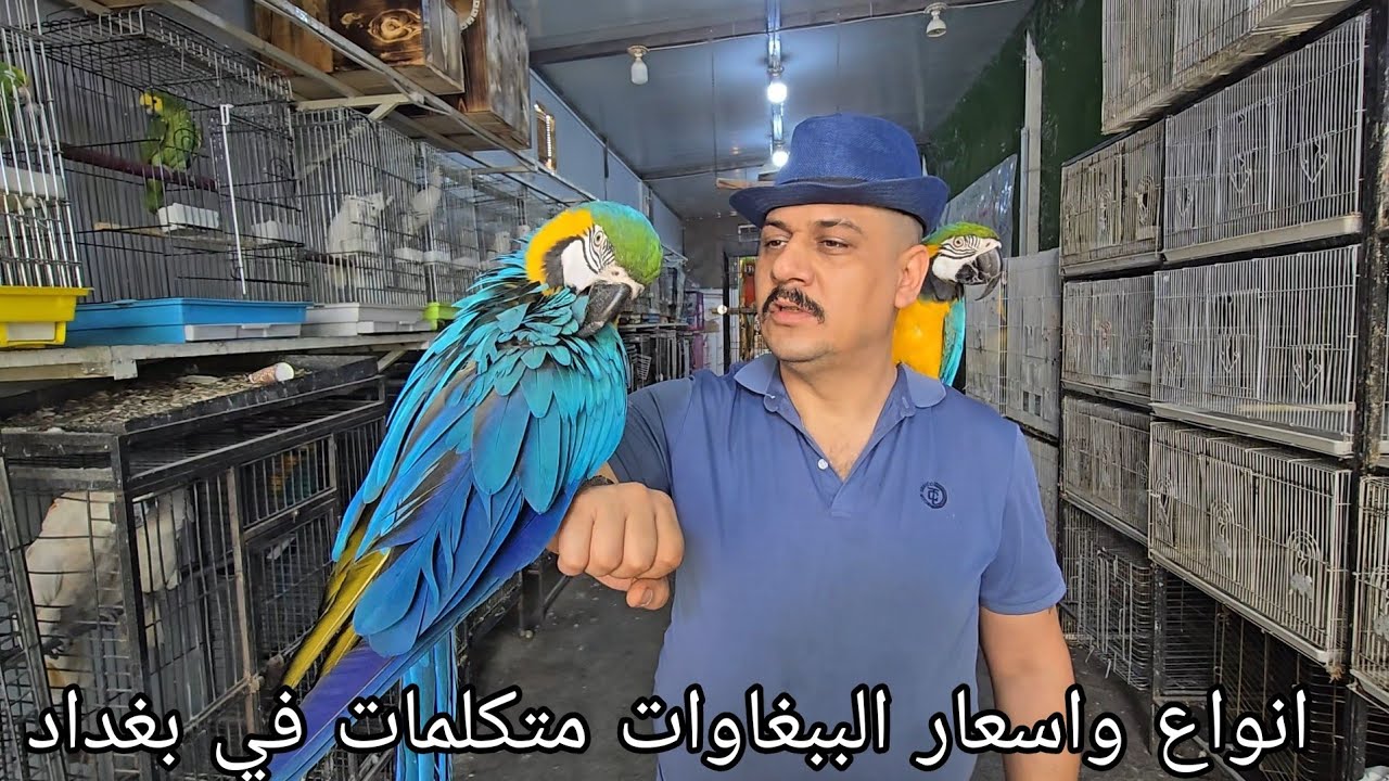 أسعار الببغاوات المتكلمات صغار وكبار في العراق بغداد منطقة الاعظمية مع الأسطورة حماده المختار٢٠٢٤