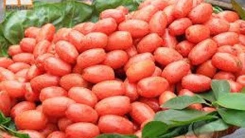 TÁC DỤNG CỦA QỦA NHÓT