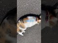 それが猫なんです♪ゴロゴロすりすり❣️