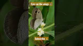 Butterfly eyes! #butterfly #shorts #viral #shortvideo #insects