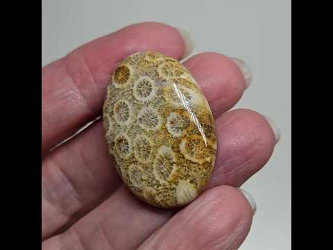 Окаменелый коралл - кабошон 38 ct, видео 1