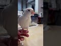まろルクチャンネル｜オカメインコ “ ルク ” の日常。｜2025.05.29｜Shot On Apple iPhone 15 Pro Max｜#shorts