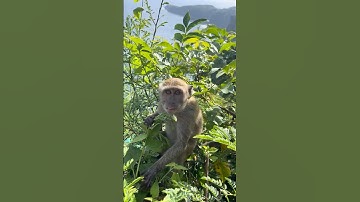 Cheeky Monkey 🐒 Caught on Camera! Indonesia, Bali 🇮🇩.                   #travel #cute #bali
