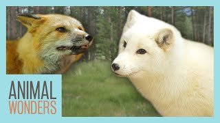 What Happened to Tigli the Arctic Fox?