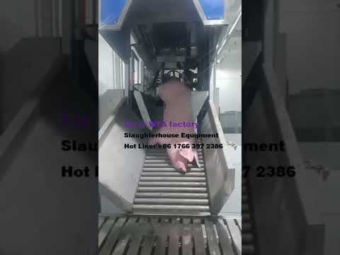 How to slaughter a pig? Recommend  WFA abattoir equipment factory in China