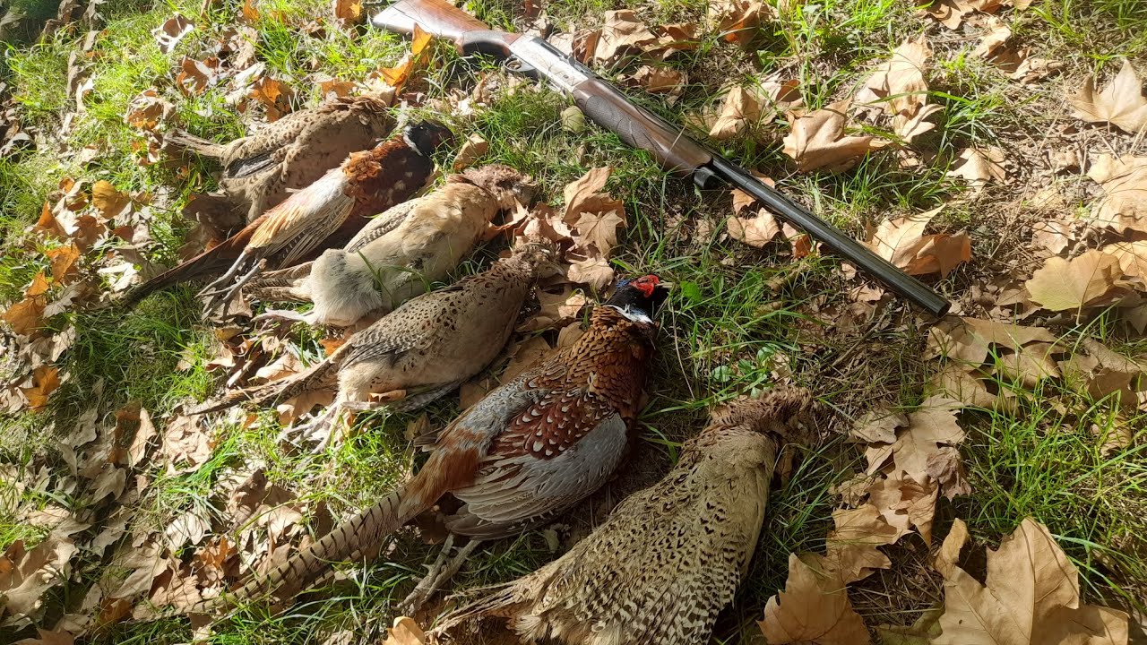 Chasse aux faisans 2025/2026