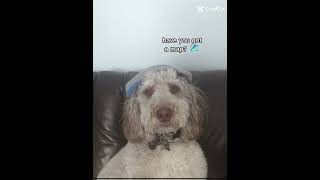 Duncan's got rizz #dog #funny #poodle #puppy #cute #pets #funnydogs #cutedog #bernedoodle