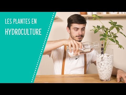 Vidéo: Cultiver des herbes dans l'eau : informations sur les herbes cultivées dans l'eau