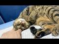 飼い主のことは大嫌いだが必ず隣で一緒に寝てくれる凶暴猫...