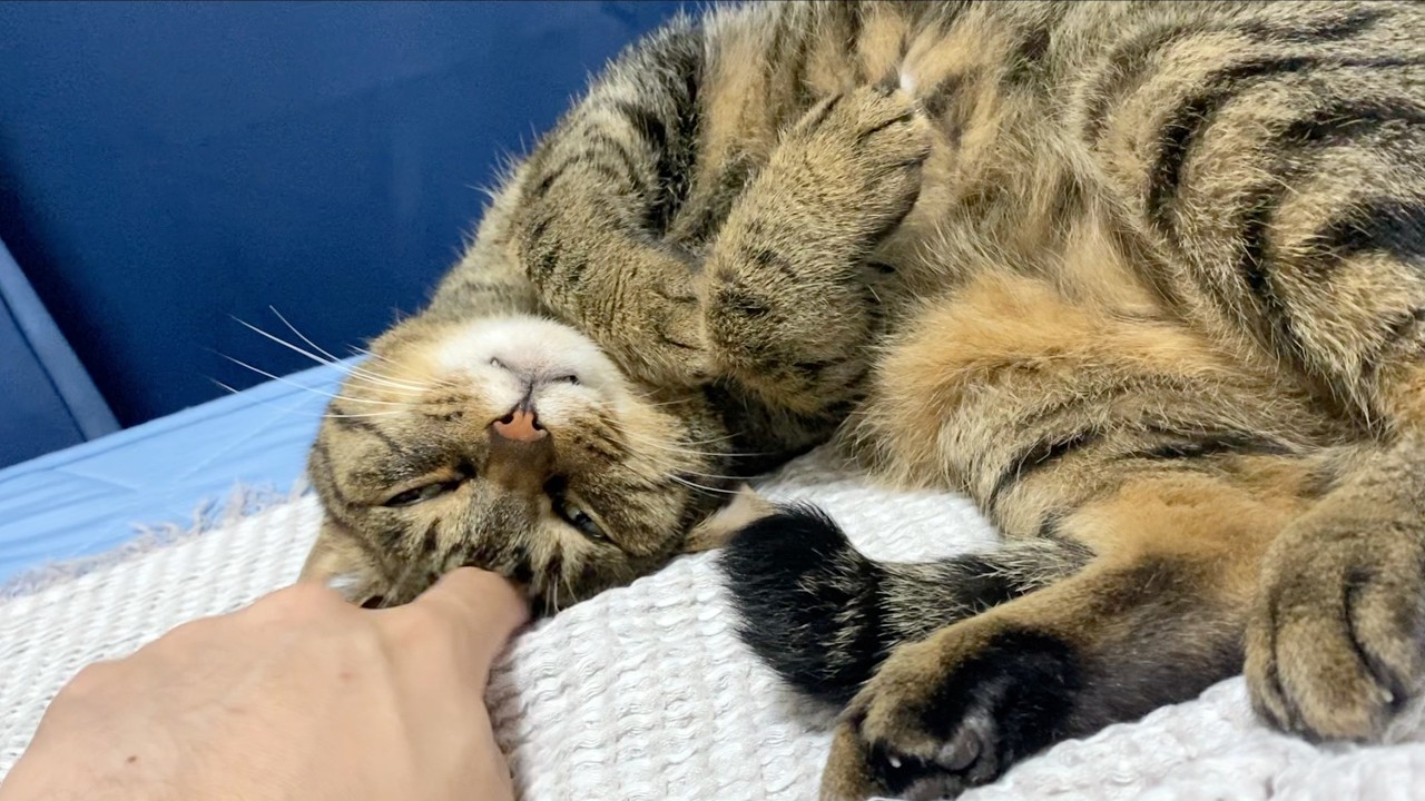 飼い主のことは大嫌いだが必ず隣で一緒に寝てくれる凶暴猫...