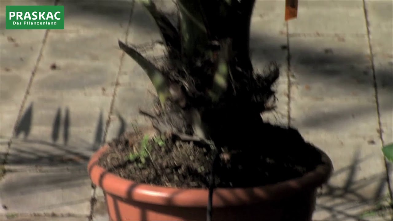 Großen Baum einpflanzen | Praskac