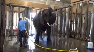 Elephant Bathtime