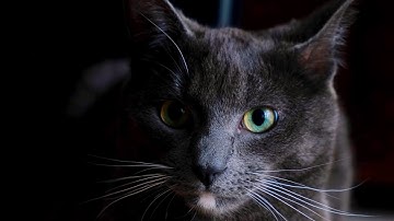 The sense of being stared at - is it directional?