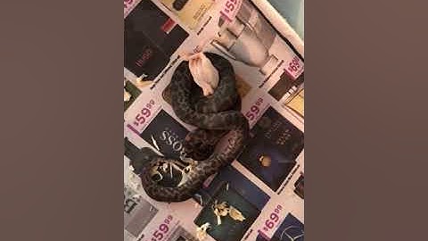 Spotted python eating a fuzzy mouse for the first time