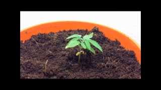 Chemdawg Day 14 Veg