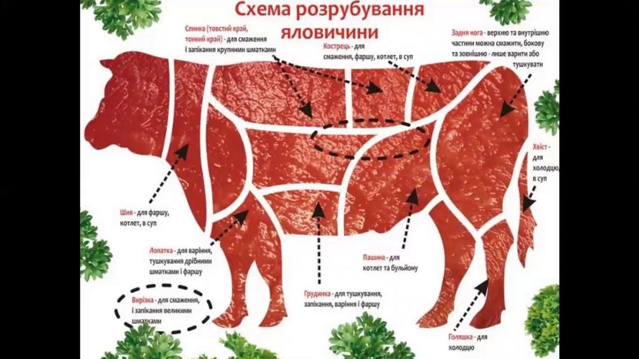 Корова какое мясо. Схема разруба говядины. Схема мясо туша говяжья. Разделка туши говядины схема. Части говяжьей туши схема.