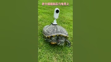 How does this Turtle 🐢 runs so fast🤔 Insta360 One RS #shorts