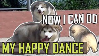 Fluffy Alaskan Malamute Puppies Bounce Your Stress Away II