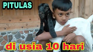 Download lagu 'PITULAS' DAN BAKOL CILIK [ VOLAND CMF ] DI USIA 10 HARI
