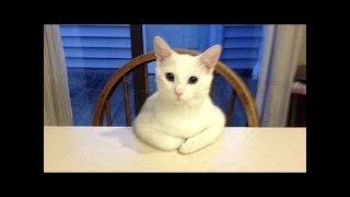 # New # Lustige Video - Lustige Tiere 2018 HD screenshot 1