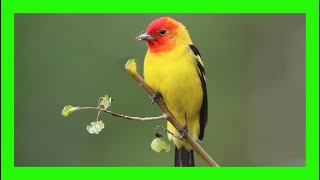 Western Tanager Song! Western Tanager Call! Voice! - Tangará Aliblanca Canto - Piranga Ludoviciana