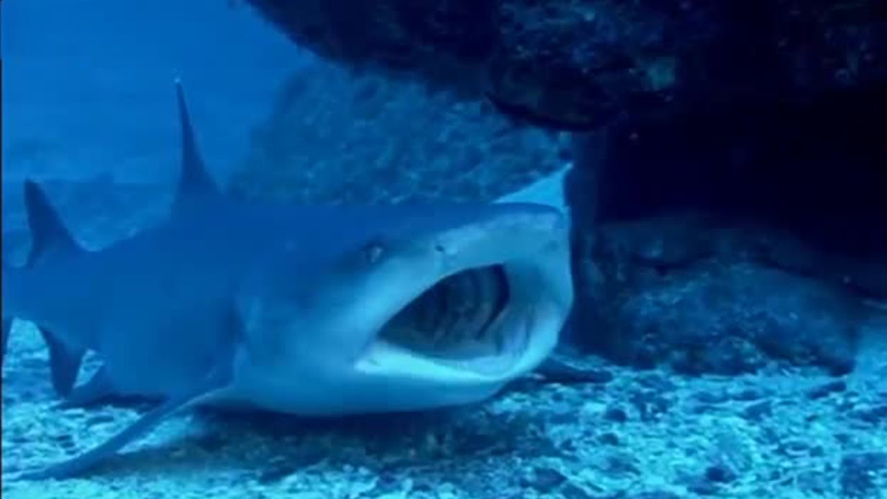 Avoid Sharks! | Turtle's Guide to the Pacific | BBC Earth