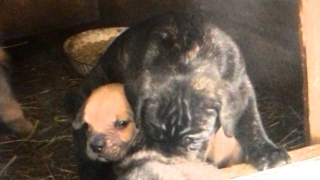 cane da presa ligure