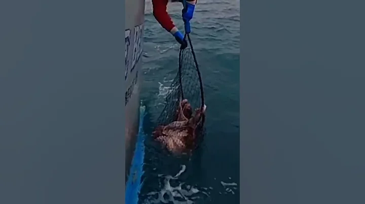 We Caught a Giant Octopus!💪#shorts #octopus #ocean #FishTough