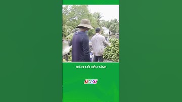 Giá chuối Xiêm tăng #nongnghiepmientay