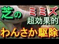 芝活2019年7月 芝生のミミズをごっそり捕る方法　椿油粕の威力