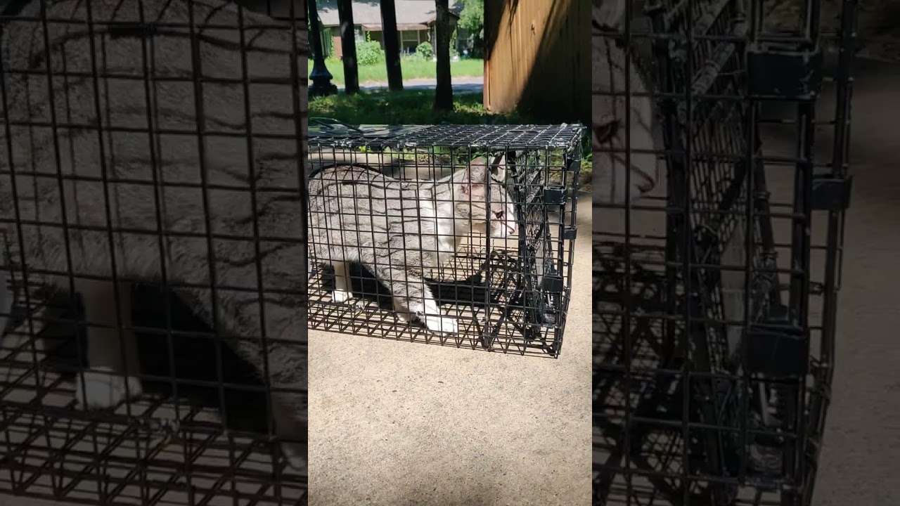 YouTube에서 Sorry Kramer no neuter@tcapNorth Texas says try again TNR without the N May 10 2024 보기 YouTube에서 Sorry Kramer no neuter@tcapNorth Texas says try again TNR without the N May 10 2024 보기