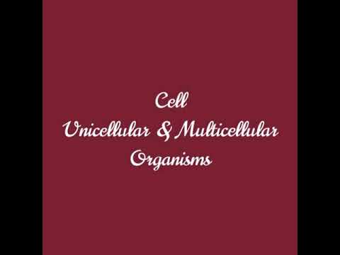 Unicellular and Multicellular organisms Definitions | for beginners