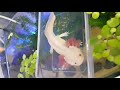 Gary the axolotl finally going in his aquarium.