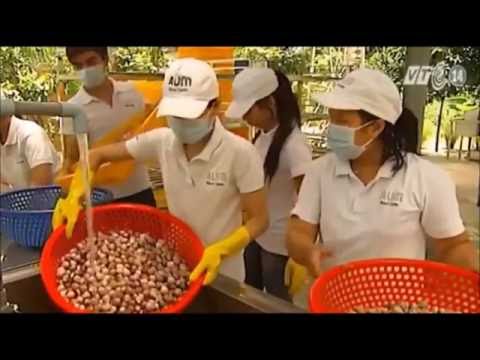 Quy trình làm tỏi đen công nghệ Nhật Bản