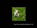 Potty Training Methods For Puppies Potty Training Methods For Puppies